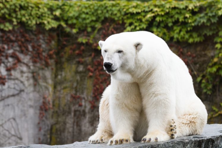 bear, Polar, Bears, Animal HD Wallpaper Desktop Background