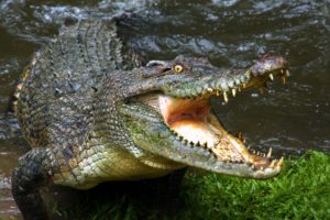 crocodile, Jaws, Teeth