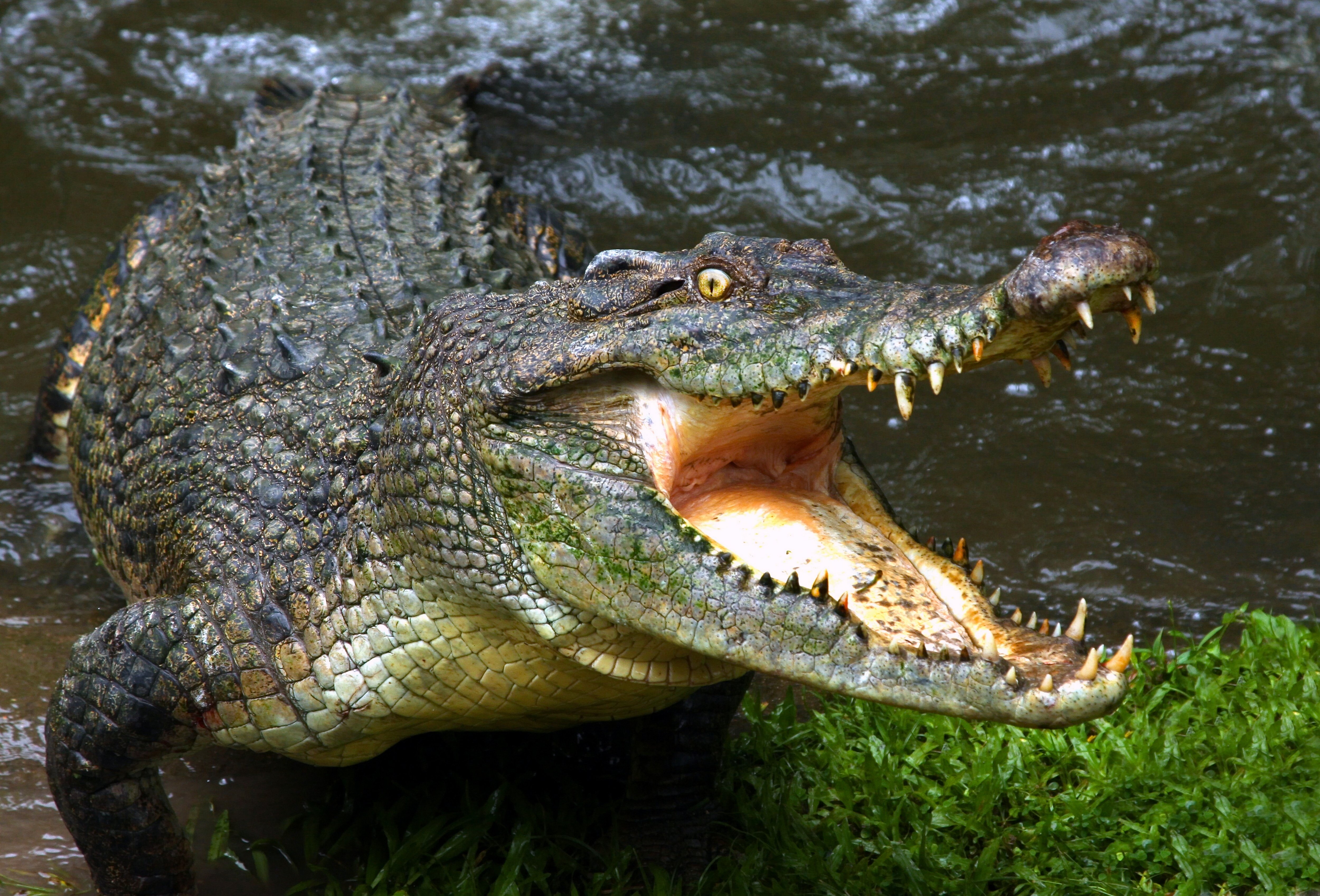 Fotos De Crocodilo E Jacar FDPLEARN Fotos De Crocodilo E Jacar FDPLEARN