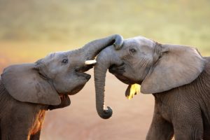 elephants, Elephant