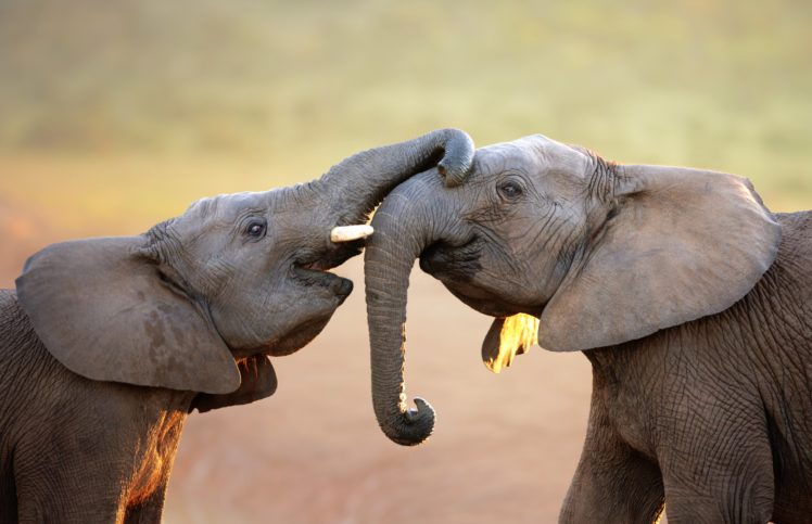 elephants, Elephant HD Wallpaper Desktop Background