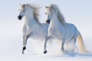 horses, White, Run, Two, Snow, Animals, Winter