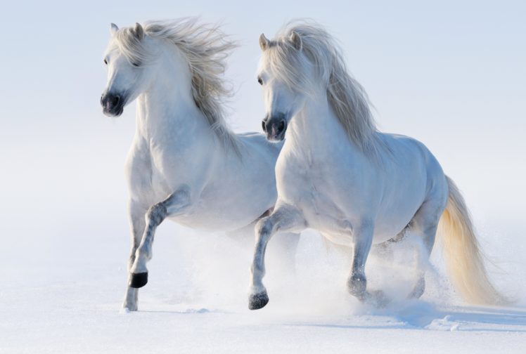 horses, White, Run, Two, Snow, Animals, Winter HD Wallpaper Desktop Background