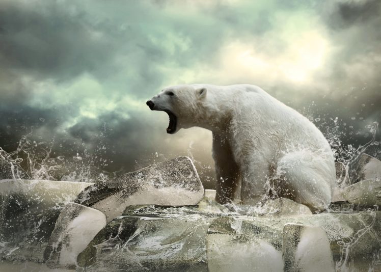 polar, Bear, Animal, Bear, Ice HD Wallpaper Desktop Background