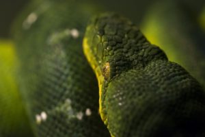 snake, Closeup, Animals