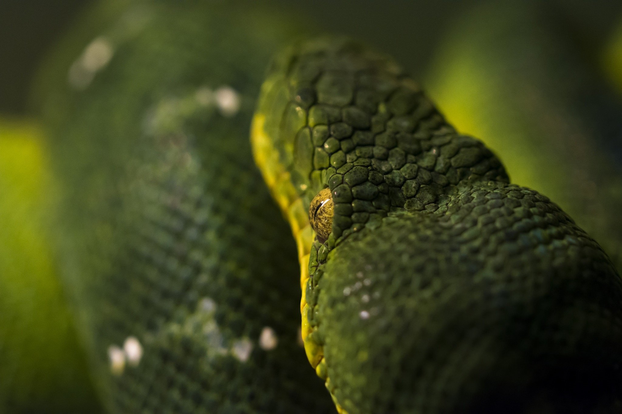 snake, Closeup, Animals Wallpaper