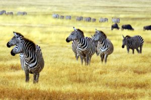 zebra, Artiodactyl, Grass, Animals