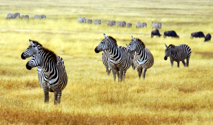 zebra, Artiodactyl, Grass, Animals HD Wallpaper Desktop Background