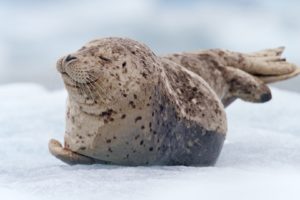 seals, Alaska, Glacier, South, Sawyer, Harbor