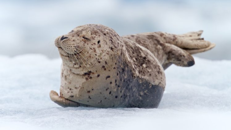 seals, Alaska, Glacier, South, Sawyer, Harbor HD Wallpaper Desktop Background