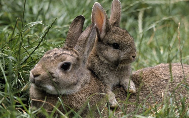 bunnies, Animals HD Wallpaper Desktop Background