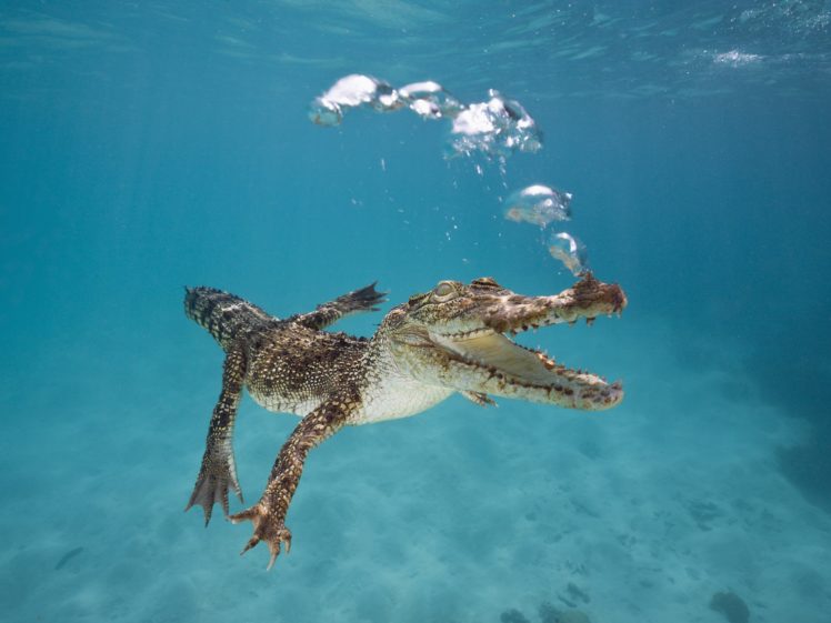 crocodiles, Australia, Reptiles, Underwater, Saltwater HD Wallpaper Desktop Background