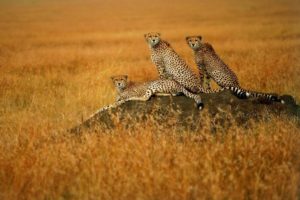 animals, Cheetahs, Wild, Cats, Savanna