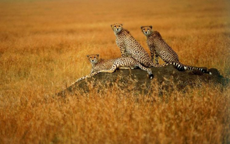 animals, Cheetahs, Wild, Cats, Savanna HD Wallpaper Desktop Background