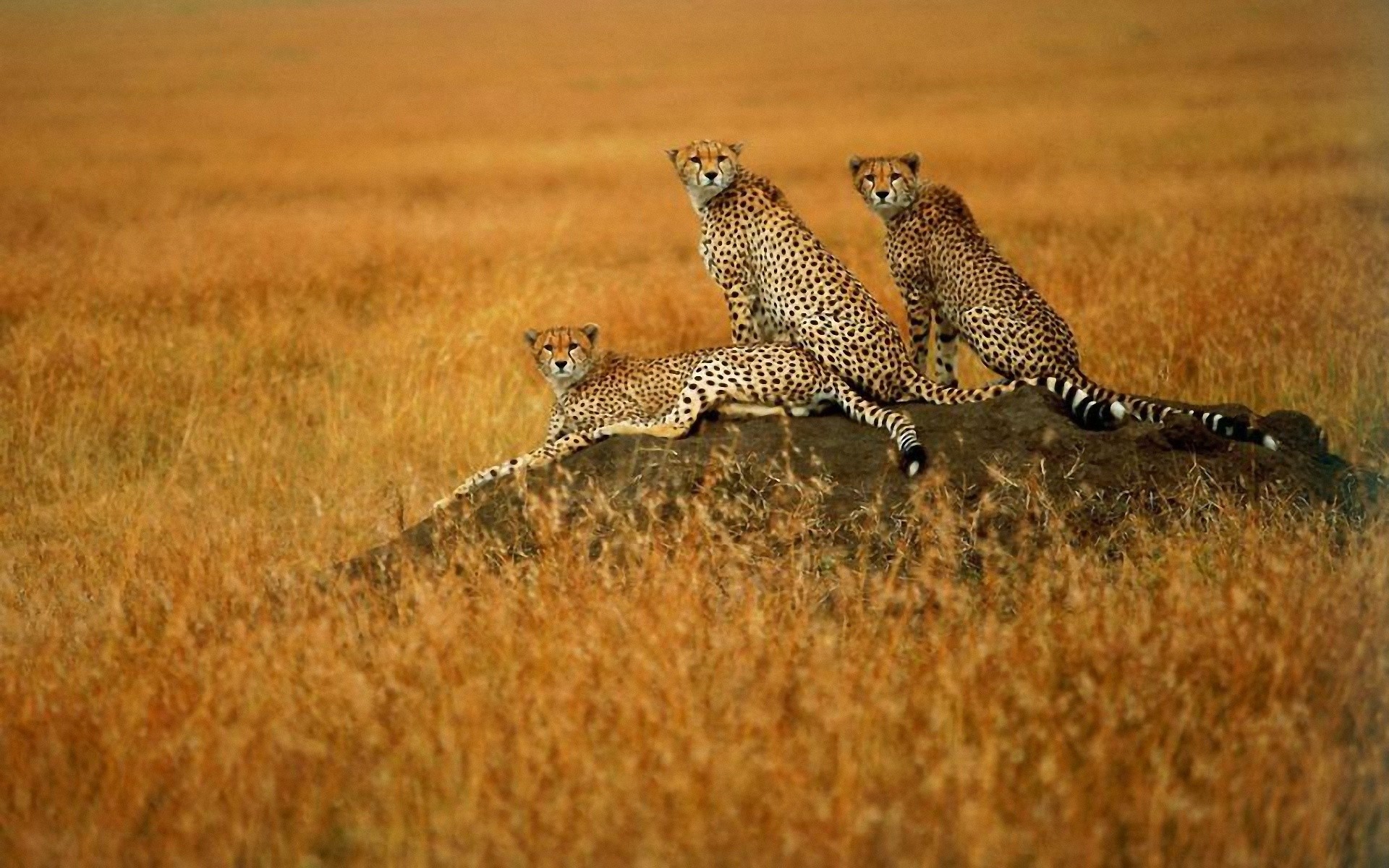 animals, Cheetahs, Wild, Cats, Savanna Wallpaper