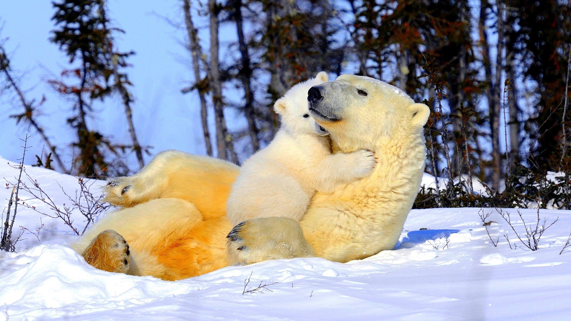 polar, Bear, Cub Wallpaper