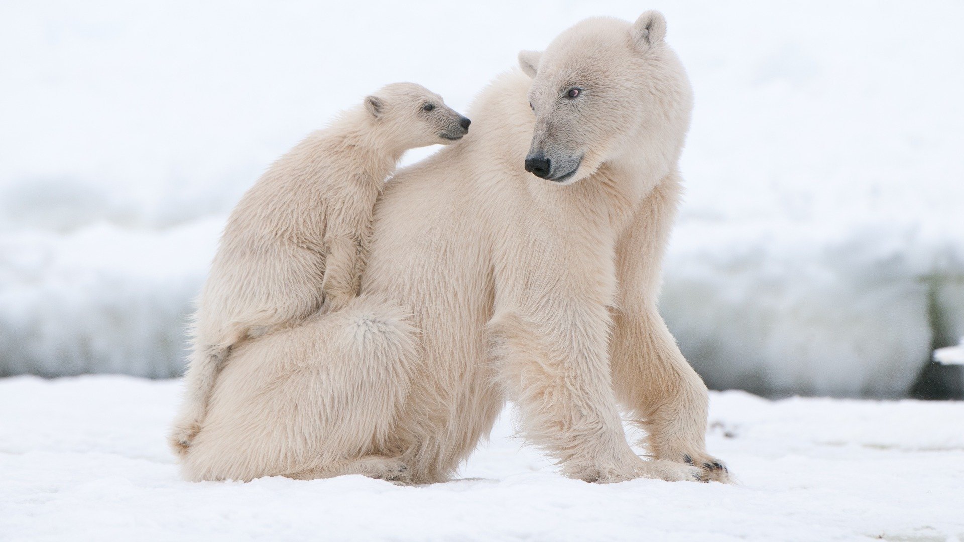 polar, Bear, Cub Wallpaper