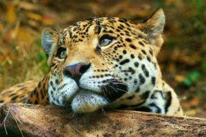 leopard, Daydreaming