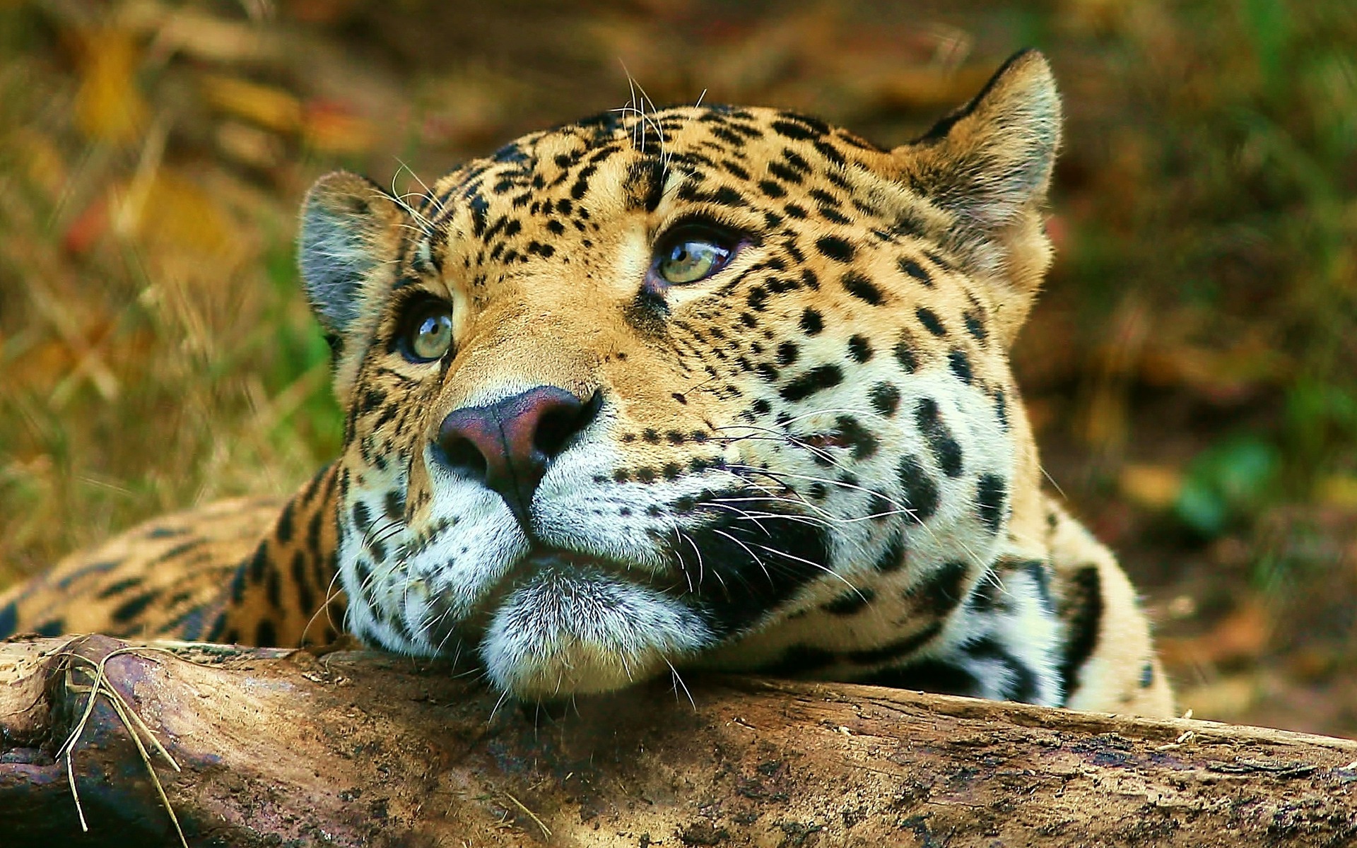 leopard, Daydreaming Wallpaper