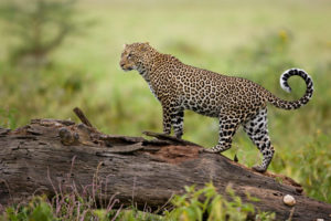 leopard, Kenya
