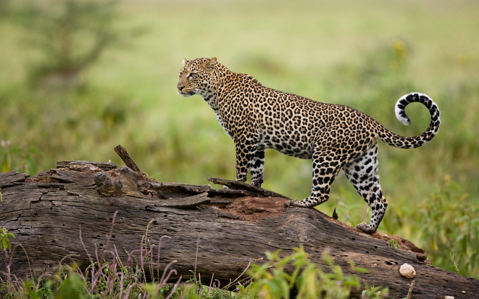 leopard, Kenya Wallpaper