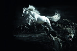 white, Horse, Attacked