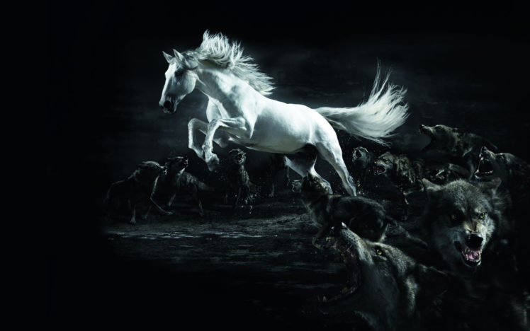 white, Horse, Attacked HD Wallpaper Desktop Background