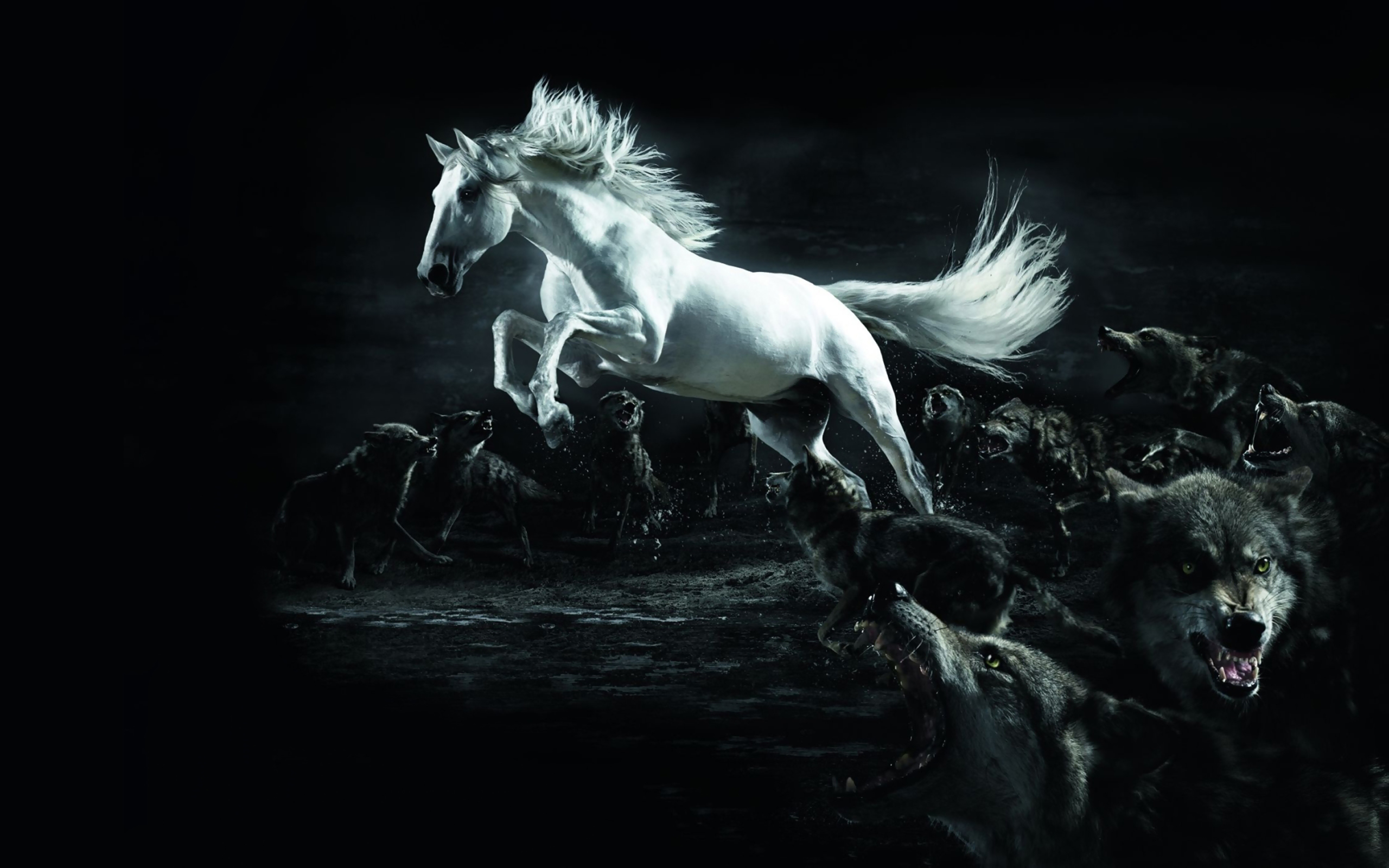 white, Horse, Attacked Wallpaper