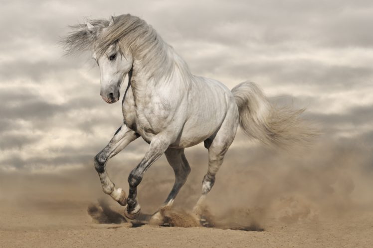 amazing, Beauty, White, Horse HD Wallpaper Desktop Background