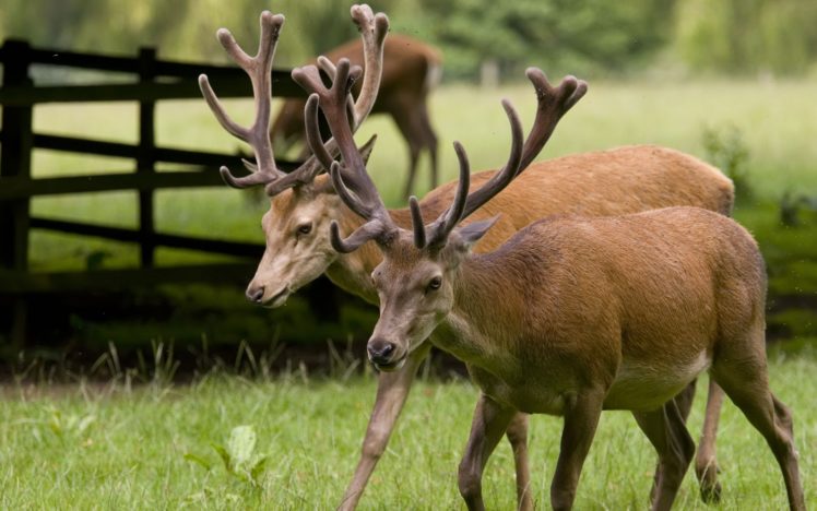 nature, Animals, Deer HD Wallpaper Desktop Background