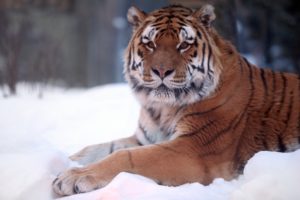 tiger, Snow, Wide