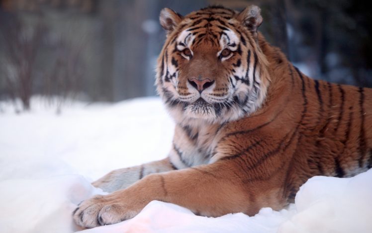 tiger, Snow, Wide HD Wallpaper Desktop Background