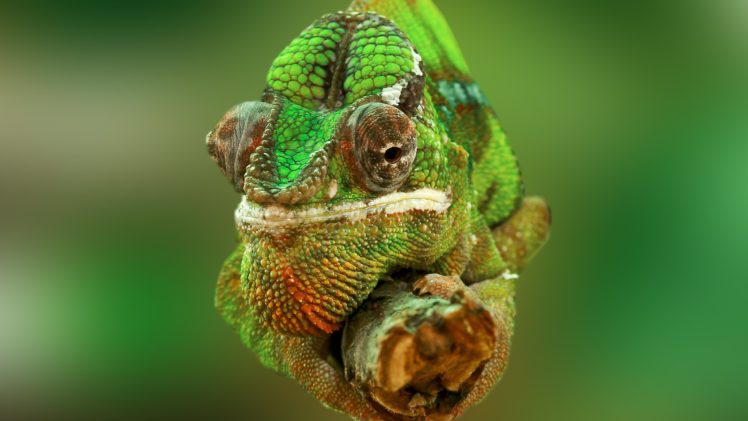 chameleon HD Wallpaper Desktop Background