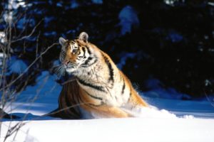 nature, Snow, Animals, Tigers