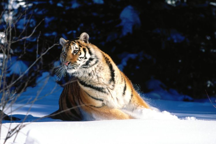 nature, Snow, Animals, Tigers HD Wallpaper Desktop Background