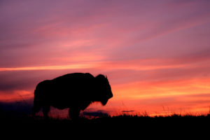 buffalo, At, Sunset