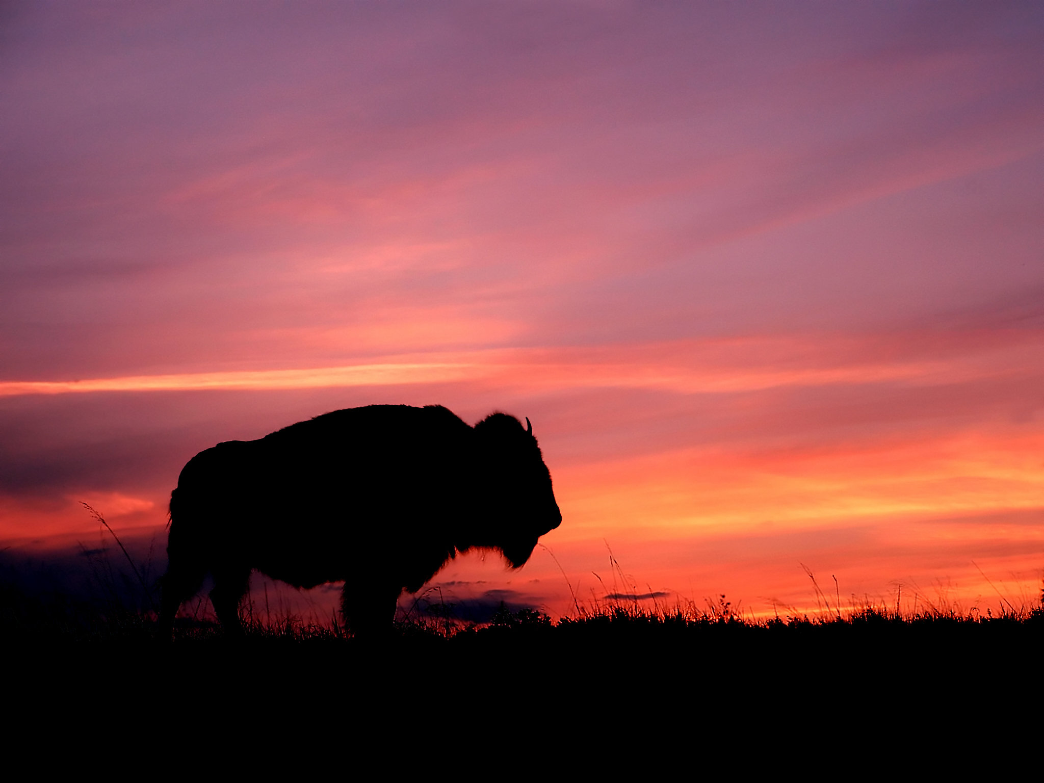 buffalo, At, Sunset Wallpaper