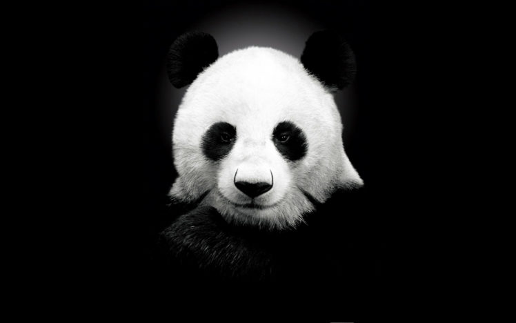 giant, Panda, Black, And, White HD Wallpaper Desktop Background