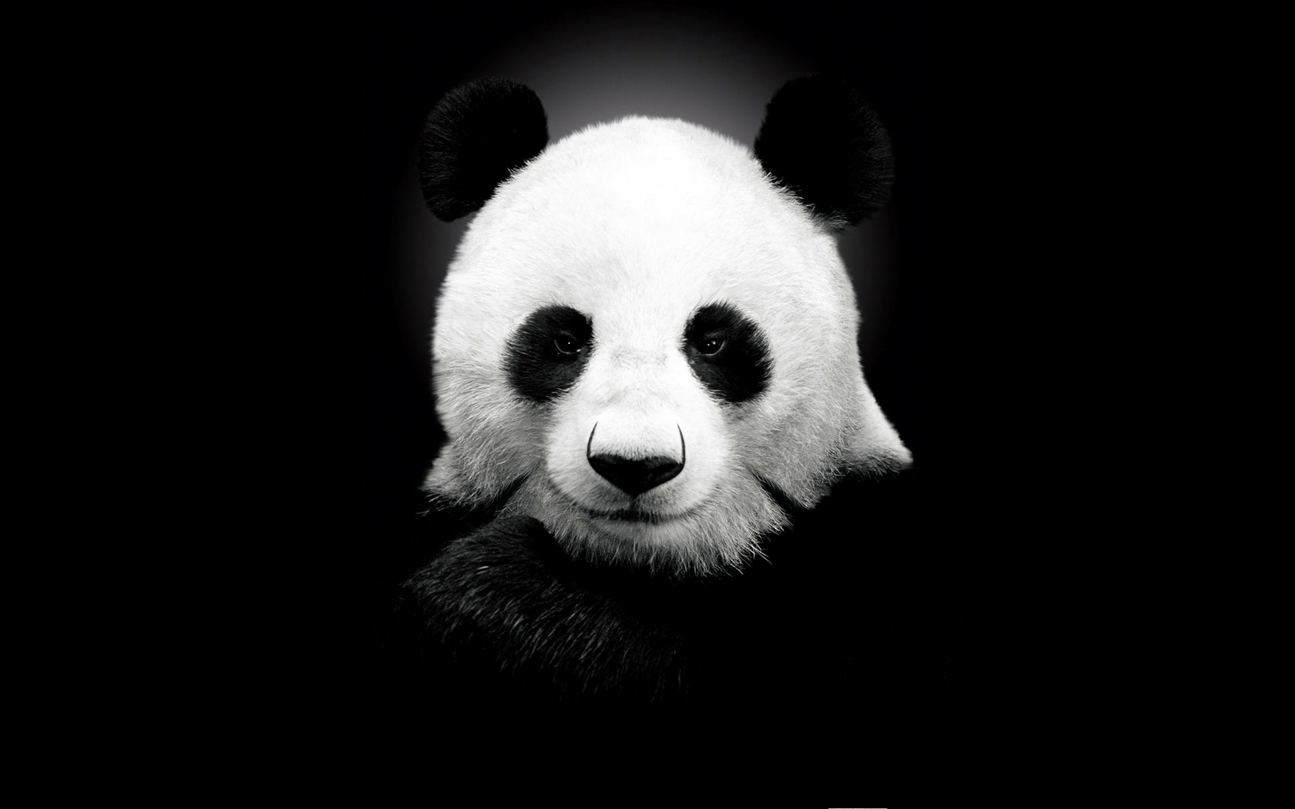 giant, Panda, Black, And, White Wallpaper