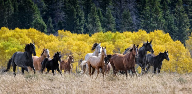 horses, Forest, Animal, Tree, Beautiful HD Wallpaper Desktop Background