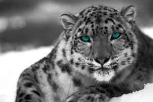 animals, Snow, Leopards, Monochrome