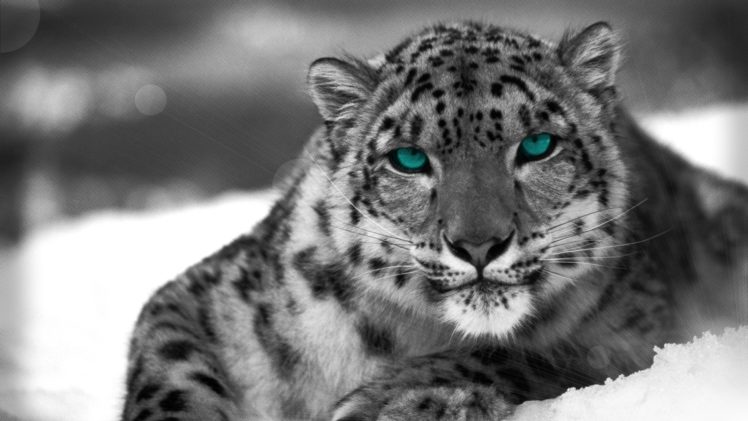 animals, Snow, Leopards, Monochrome HD Wallpaper Desktop Background