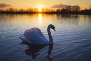 mute, Swan