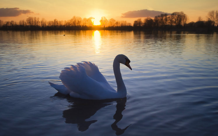 mute, Swan Wallpapers HD / Desktop and Mobile Backgrounds