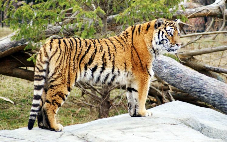 tiger, Hd HD Wallpaper Desktop Background