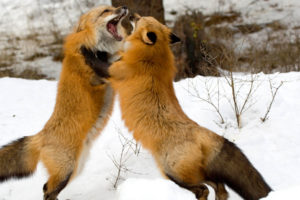 red, Foxes, Montana
