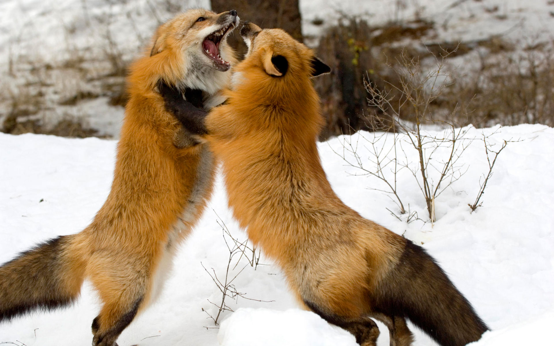 red, Foxes, Montana Wallpaper