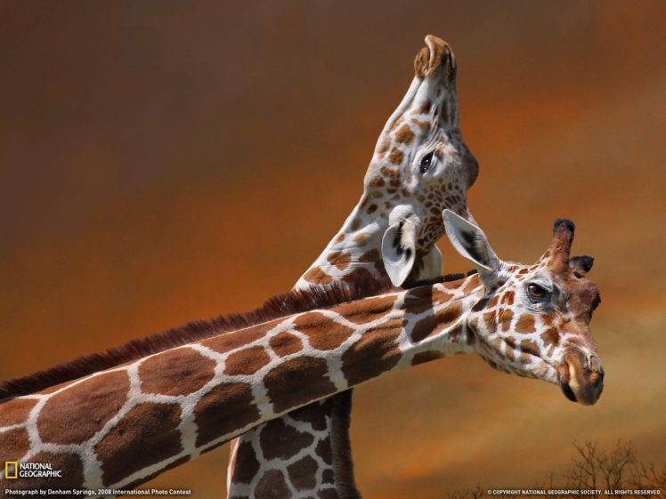 national, Geographic, Giraffes HD Wallpaper Desktop Background