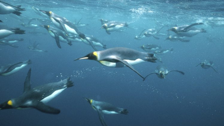 king, Penguins, Antarctica HD Wallpaper Desktop Background