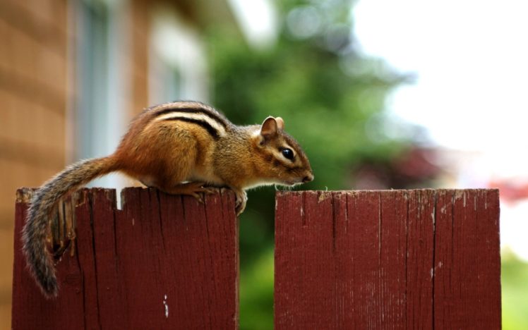 animals, Nuts, Backyard, Chipmunks HD Wallpaper Desktop Background